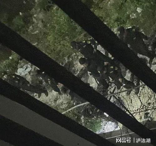 柬埔寨木牌最新爆料,揭秘神秘古文明背后的惊人真相